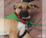 Small #2 Labrador Retriever-Retriever  Mix
