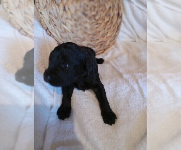 Medium Photo #3 Labradoodle Puppy For Sale in REA VALLEY, AR, USA