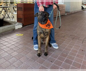 FLYNT - Male Holland Shepherd-Unknown Mix Dog for Adoption - Photo #7
