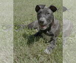 Small #4 American Pit Bull Terrier-Labrador Retriever Mix
