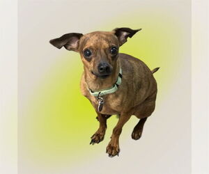 Chiweenie Dogs for adoption in Springdale, PA, USA