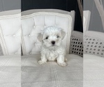 Puppy 3 Maltese