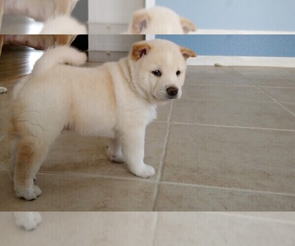 Medium Photo #2 Shiba Inu Puppy For Sale in RIVERSIDE, CA, USA
