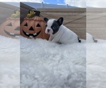Puppy 4 French Bulldog
