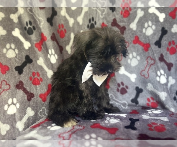Medium Photo #6 Schnauzer (Miniature) Puppy For Sale in LAKELAND, FL, USA
