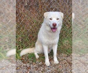 Siberian Husky Dogs for adoption in Lake City, MI, USA