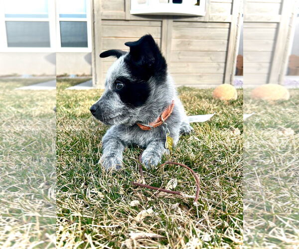 Medium Photo #4 Mutt Puppy For Sale in Sandy, UT, USA
