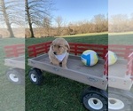 Small Photo #2 Golden Retriever Puppy For Sale in SPARTA, KY, USA