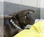 GORGINA - Female Chihuahua-Unknown Mix Dog for Adoption - Small photo