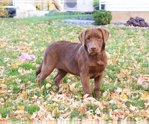 Labrador Retriever Puppy for sale in SYRACUSE, IN, USA