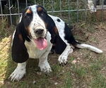 Small #1 Basset Hound