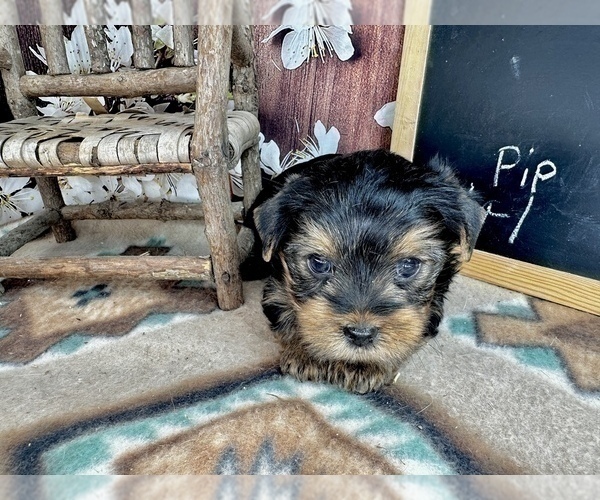 Medium Photo #17 Yorkshire Terrier Puppy For Sale in CASSVILLE, MO, USA