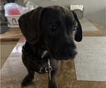 Puppy Beethoven French Bull Weiner