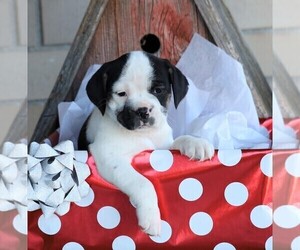 English Bulldog-Puggle Mix Puppy for sale in FREDERICKSBG, OH, USA