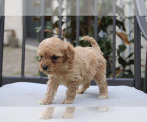 Goldendoodle (Miniature) Puppy for Sale in CROWN CITY, Ohio USA