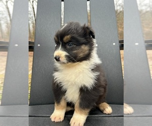 Australian Shepherd Puppy for sale in LAFAYETTE, GA, USA