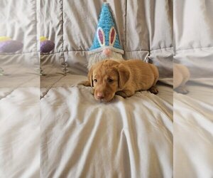 Medium Labrador Retriever