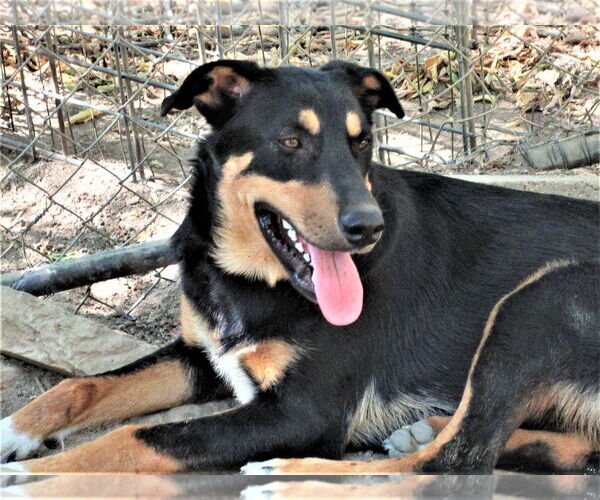 Medium Photo #3 Siberian Husky-Unknown Mix Puppy For Sale in Godley, TX, USA
