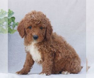 Goldendoodle (Miniature) Puppy for sale in EPHRATA, PA, USA