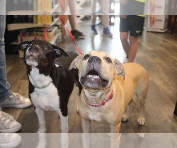 Medium Photo #6 Mutt Puppy For Sale in Holly Springs, NC, USA