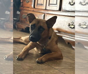 Mutt Dogs for adoption in Princeton, MN, USA