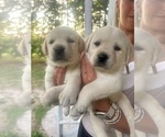 Small #12 Labrador Retriever