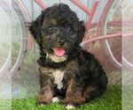 Small Photo #1 Maltipoo Puppy For Sale in ARTHUR, IL, USA