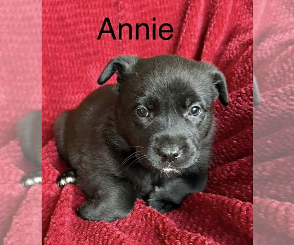 Medium Photo #2 Labrador Retriever-Unknown Mix Puppy For Sale in Aurora, IN, USA