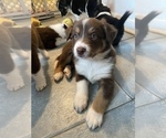 Small Photo #1 Australian Shepherd-Border-Aussie Mix Puppy For Sale in ORLANDO, FL, USA