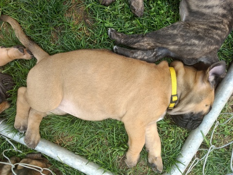 Medium Photo #2 Bullmastiff Puppy For Sale in WILSON, NY, USA