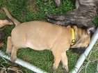 Small Photo #2 Bullmastiff Puppy For Sale in WILSON, NY, USA