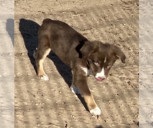 Miniature Australian Shepherd Puppy for sale in FORT MORGAN, CO, USA