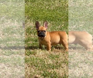 French Bulldog Puppy for Sale in WINNSBORO, Texas USA