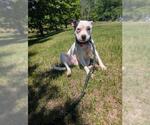 Small #1 Mutt