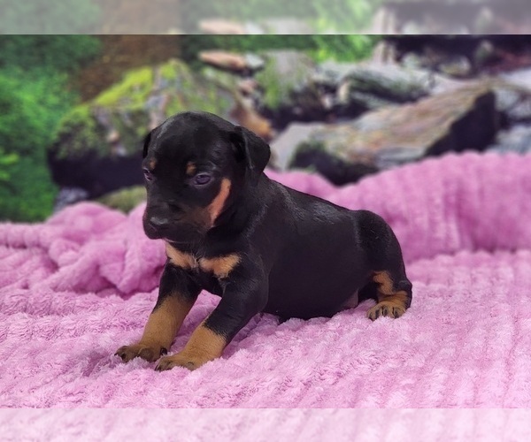 Medium Photo #6 Catahoula Leopard Dog Puppy For Sale in CUMBY, TX, USA