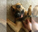 Small #25 Fila Brasileiro-Great Dane Mix