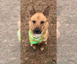 Glen Frye - Male Mutt Dog for Adoption - Photo #2