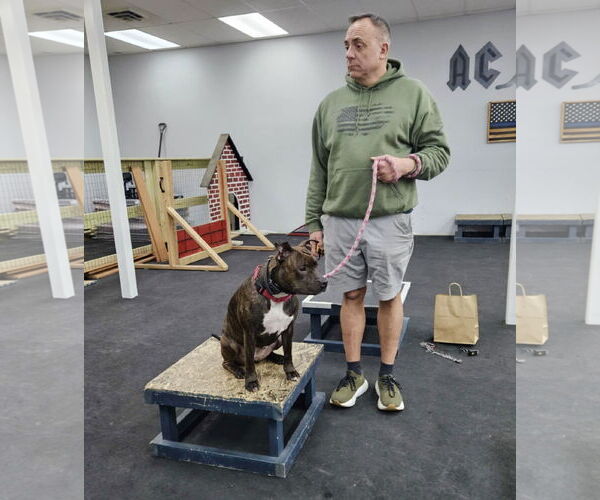 Medium Photo #3 Staffordshire Bull Terrier Puppy For Sale in Mount Laurel, NJ, USA