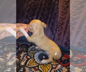 Chihuahua Puppy for sale in WILLIAMSBURG, VA, USA