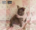 Small #4 Boston Terrier