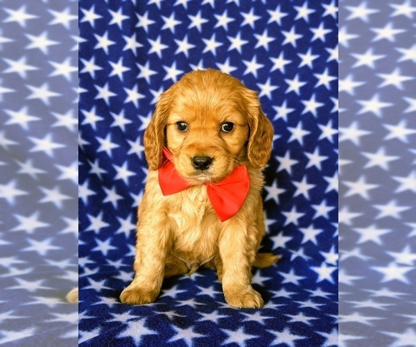 Medium Photo #1 Golden Cavalier Puppy For Sale in HONEY BROOK, PA, USA