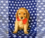 Small Photo #1 Golden Cavalier Puppy For Sale in HONEY BROOK, PA, USA