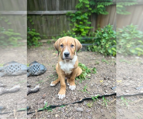 Medium Photo #3 Labrottie Puppy For Sale in Kannapolis, NC, USA