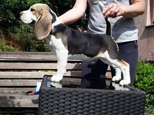 Beagle Puppy for sale in Miercurea-Ciuc, Harghita, Romainia