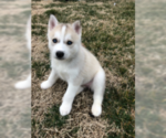 Small Photo #4 Siberian Husky Puppy For Sale in JOPLIN, MO, USA