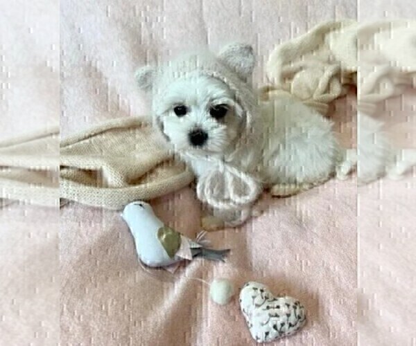Medium Photo #20 Maltese Puppy For Sale in ATLANTA, GA, USA