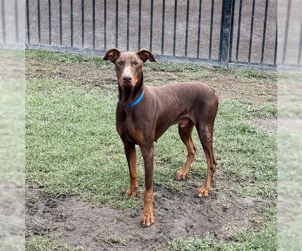 Medium Photo #2 Doberman Pinscher Puppy For Sale in Riverside, CA, USA