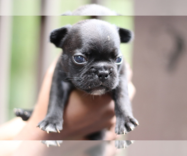 Medium Photo #5 French Bulldog Puppy For Sale in LAWRENCEVILLE, GA, USA