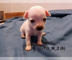 Small #9 Chihuahua
