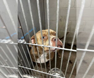 American Pit Bull Terrier Dogs for adoption in San Bernardino, CA, USA
